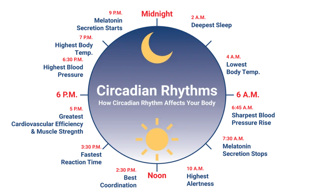 Circadian Rhythm Explained