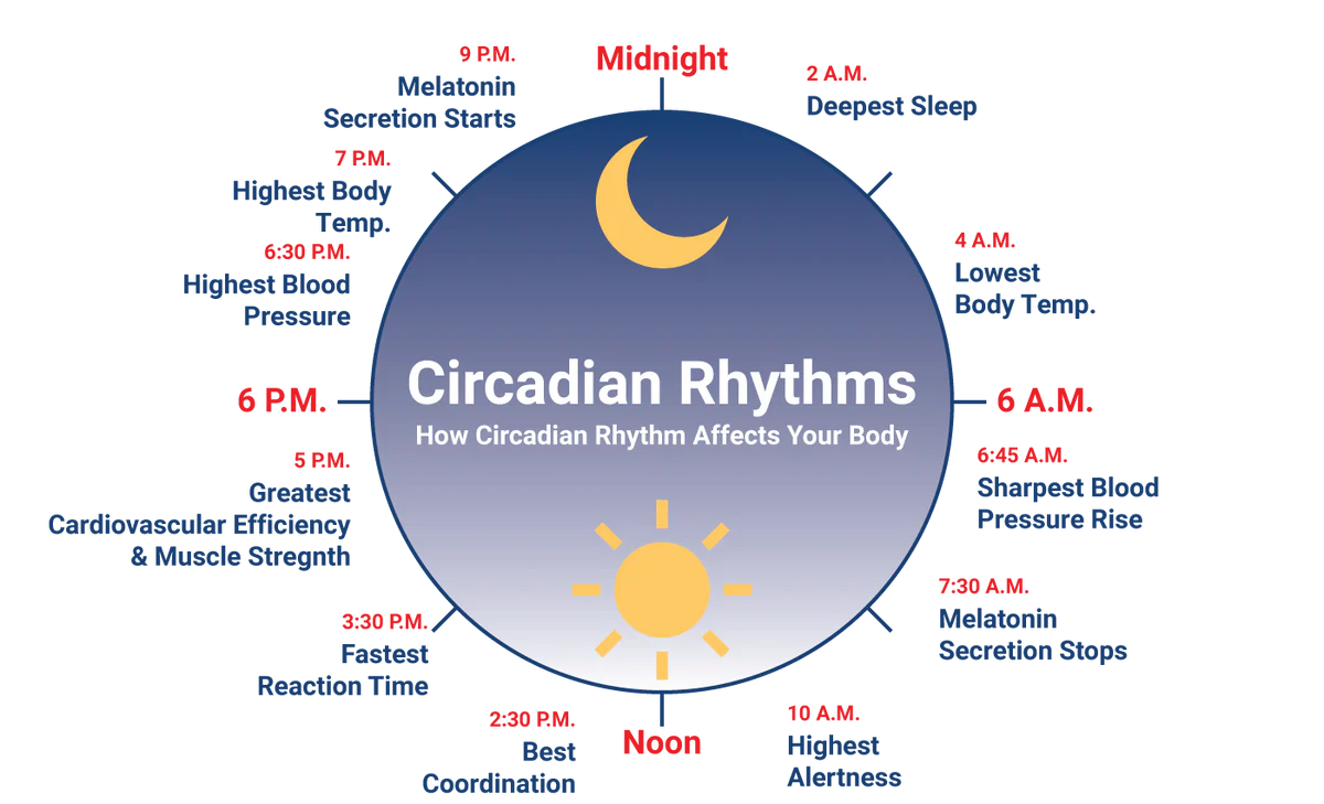 Circadian Rhythm Explained: Improve Sleep & Energy